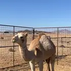 للبيع قعود حر فيه 3