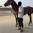 حصان للبيع سبوق وطرب