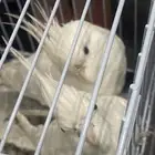 جوز كروان للبيع