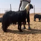 فحل تام مشروط