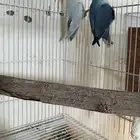 زوج روز منتج