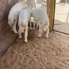 للبيع خرفان 3 كفو ذبيح