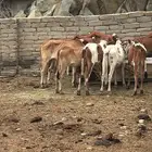عجول بلدي   انتاج محلي