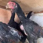 فروخ شامو يباني