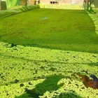 أوزلا للبيع