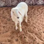 حريات البيع