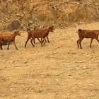 معزا مشروطة صحة وأسنان