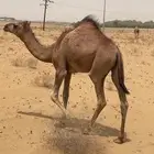 بكره لباني عمرها من خمسة إلى سته شهور
