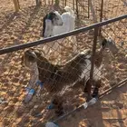 عنق سمان ذبايح