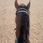 حصان