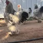 دجاج براهما كولمبي