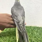 ببغاء كروان اليف و هدد