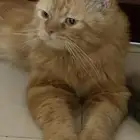 ذكر شيرازي للتبني