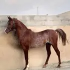 حصان واهو
