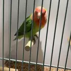 ذكر روز لونق فيذر اليف