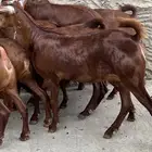 معزا دهم عدد 9 ( تم البيع )