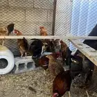 (دجاج بلدي )