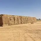 ذوره جيزانيه للبيع