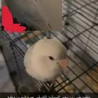 مفقود روز