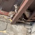 جنوبيه و ب ر للبيع