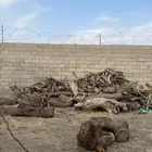 حطب كفو