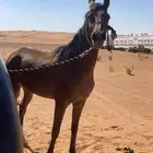 فرس للبيع ماتشتكي من شي وفرس سبوق تربيع وتغزل مسيومه 3000