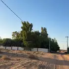 للجار