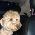 بودل للبيع بيعه سريعه