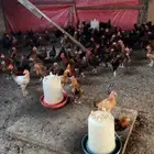 دجاج بلدي