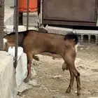 تيس