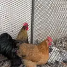 كوشن للبيع
