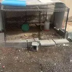 شبك دجاج مترين بمترين