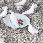 حمام للبيع فرنسي وسلفر