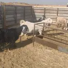 معزاء عوارض دفيع