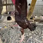ديك باكستاني