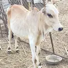 السلام عليكم ورحمة الله وبركاته النوع  حسيل