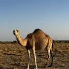 ناقه لقحه كفو
