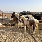 فرس هنديه معها مهره