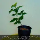 شتلات بلاك بيري (توت اسود)