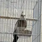 كروان