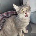 بس للتبني
