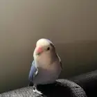 طير روز مفقود فالنوارية يلقاه يتواصل مع ذا الرقم