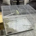 انثى روز منتجه