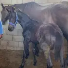فرس معها مهر و مشباه