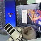 حصلت قط ضايع من اهلها