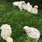 فروخ روز البينو