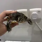 سلاحفه للبيع