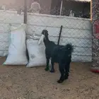 جفره حالها زينه