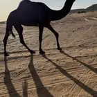 ضروبه جذعه