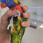 لوري قمه في الولافه لعوب مايعرف العض ومتكلم في الوجه